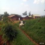 Des chvres en train de brouter prs de la crche de la cathdrale de Beni (Nord-Kivu). 15/11/2016. Ph. Radio Okapi/Freddy Lufulwabo