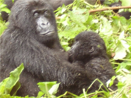 Trois familles de gorilles, soit environ 50 individus, ne sont plus protges depuis le 2 septembre dernier. Les gardes dsarms et autres pisteurs n'ont plus accs au parc devenu le champ de bataille entre les FARDC et les hommes de Laurent Nkunda, selon l'Institut congolais de conservation de la nature (ICCN), rapporte radiookapi.net