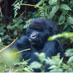 Gorille du Congo dans le park national de la Virunga