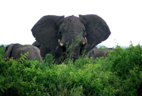 Eléphants - Virunga