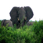 Elephants - Virunga
