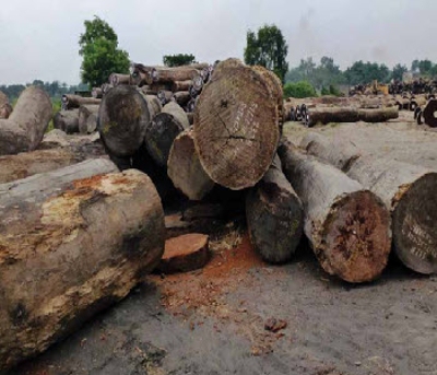 Exploitation du bois en RD Congo