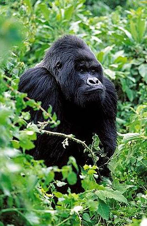 Gorille de montagne dans le park national de Virunga